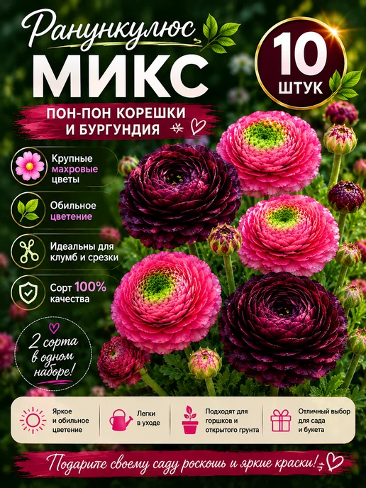 Ранункулюс Пон-Пон 10шт, 10 шт