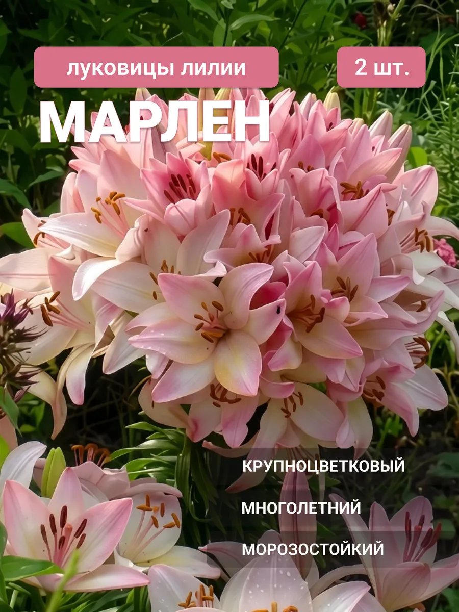 Лилии луковицы многолетние крупные морозостойкие Марлен