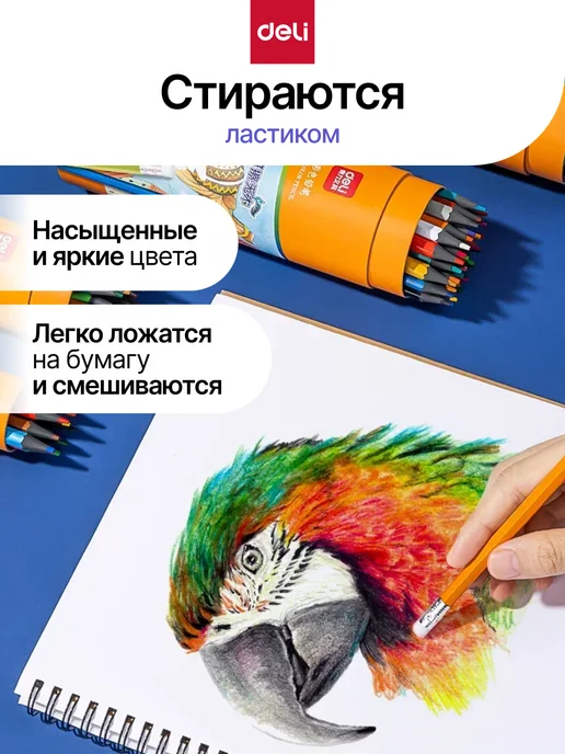 DELI Стираемые карандаши цветные для рисования 24 цвета, 24 цв., фото 2