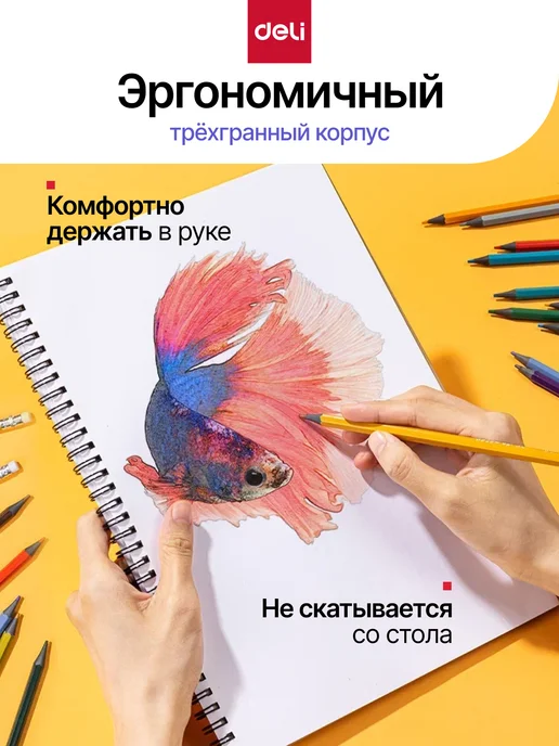 DELI Стираемые карандаши цветные для рисования 24 цвета, 24 цв., фото 3