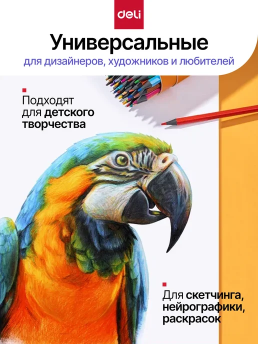 DELI Стираемые карандаши цветные для рисования 24 цвета, 24 цв., фото 7
