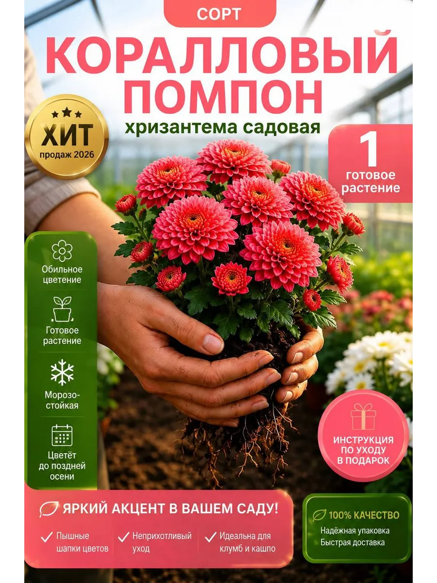 Хризантема саженец Коралловый Помпон