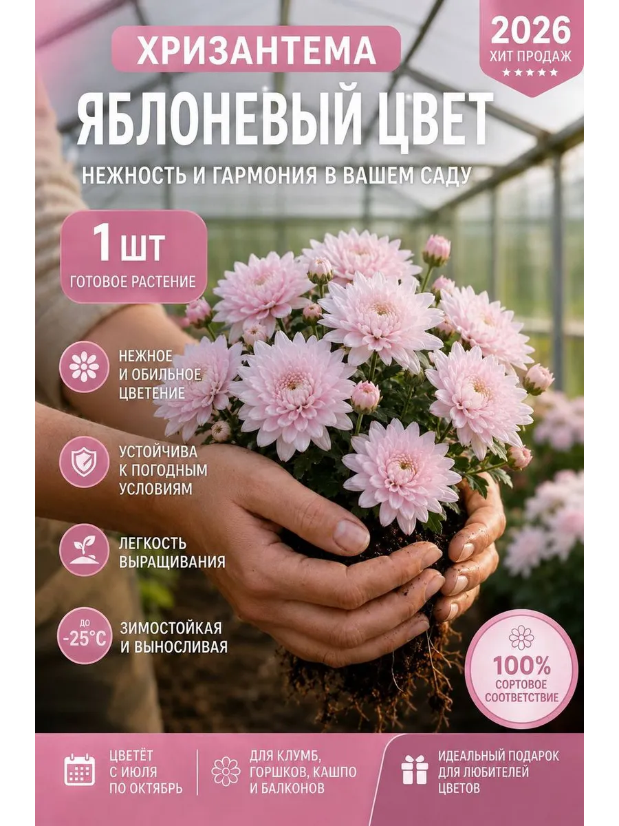 Хризантема саженец Яблоневый цвет