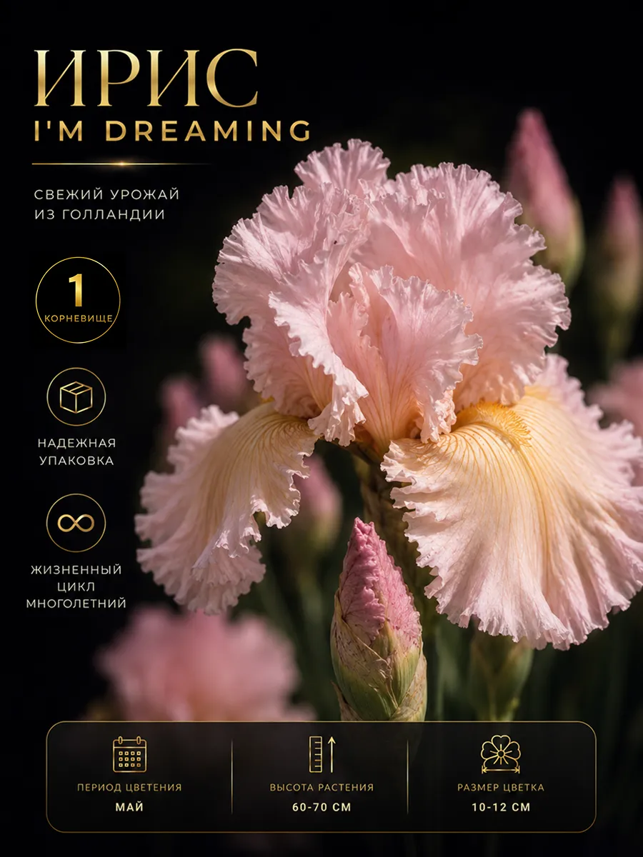 Ирис саженец I'm Dreaming
