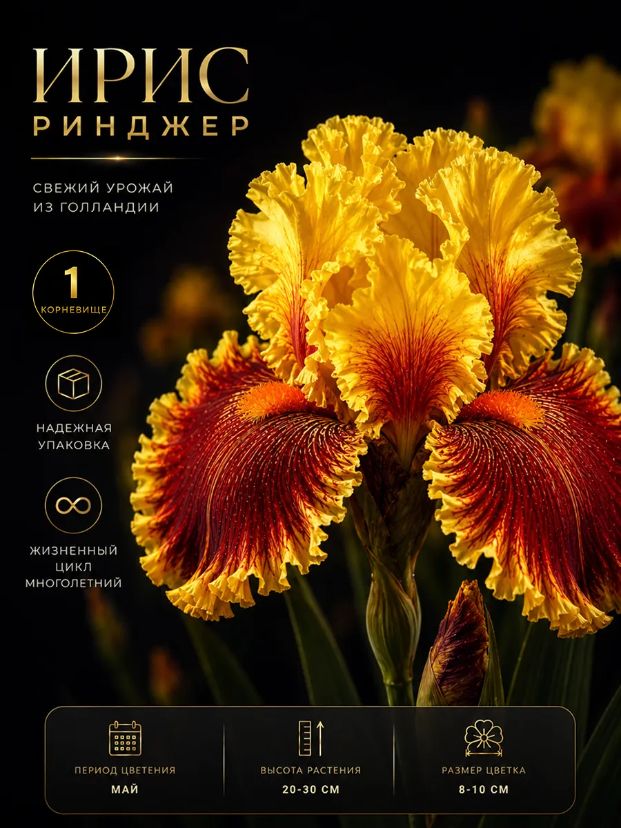 Ирис саженец Ринджер