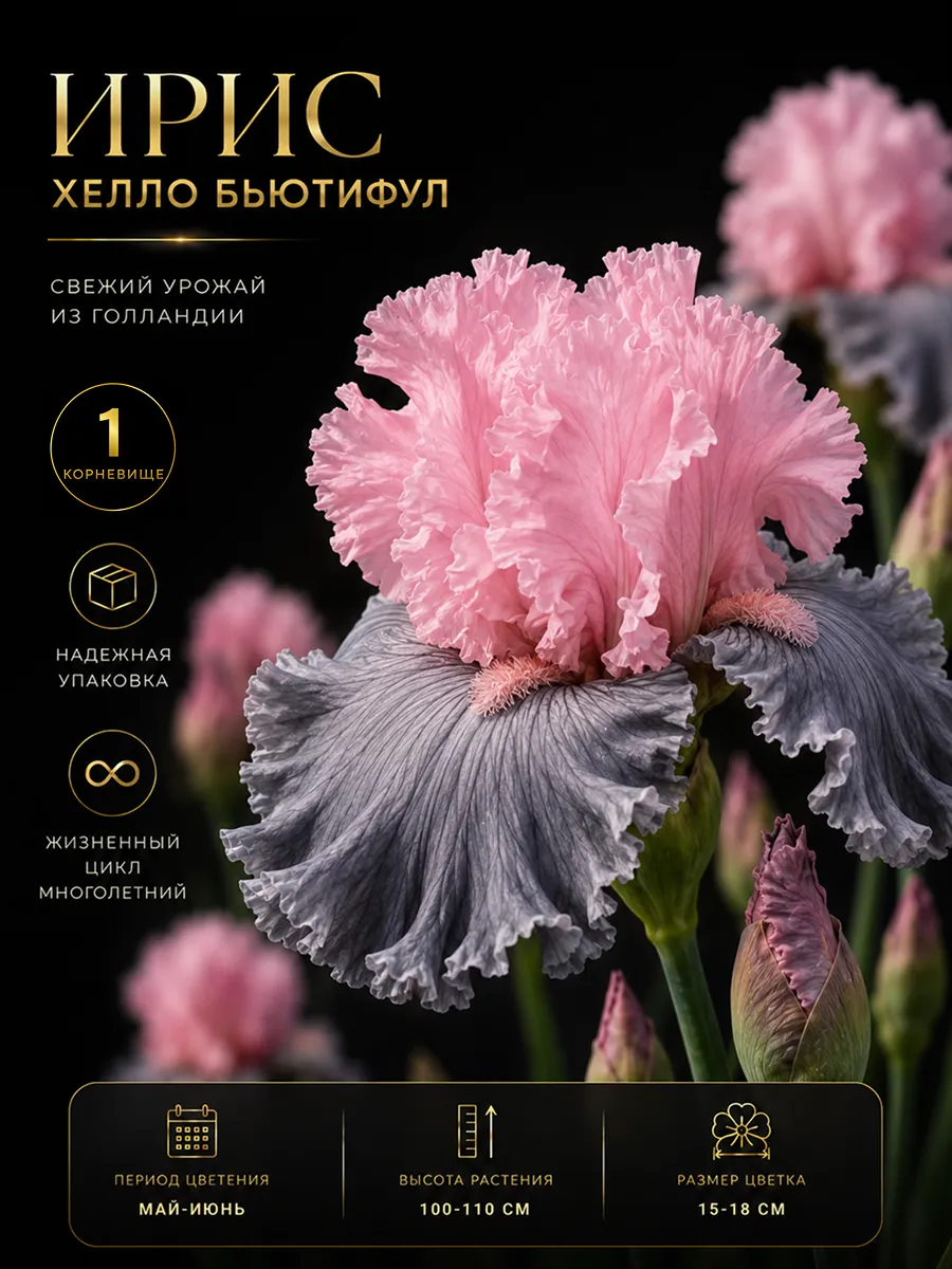 Ирис саженец Хелло Бьютифул