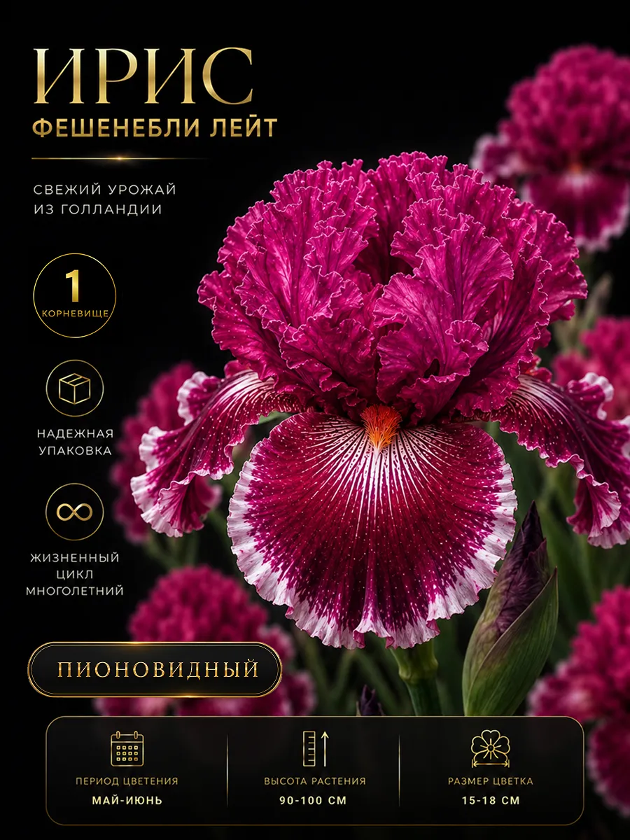 Ирис саженец Фешенебли Лейт