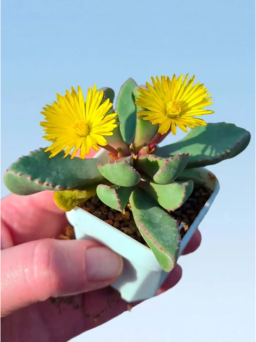 Стильные горшочки Carruanthus peersii набор для выращивания, 5 шт, фото 2