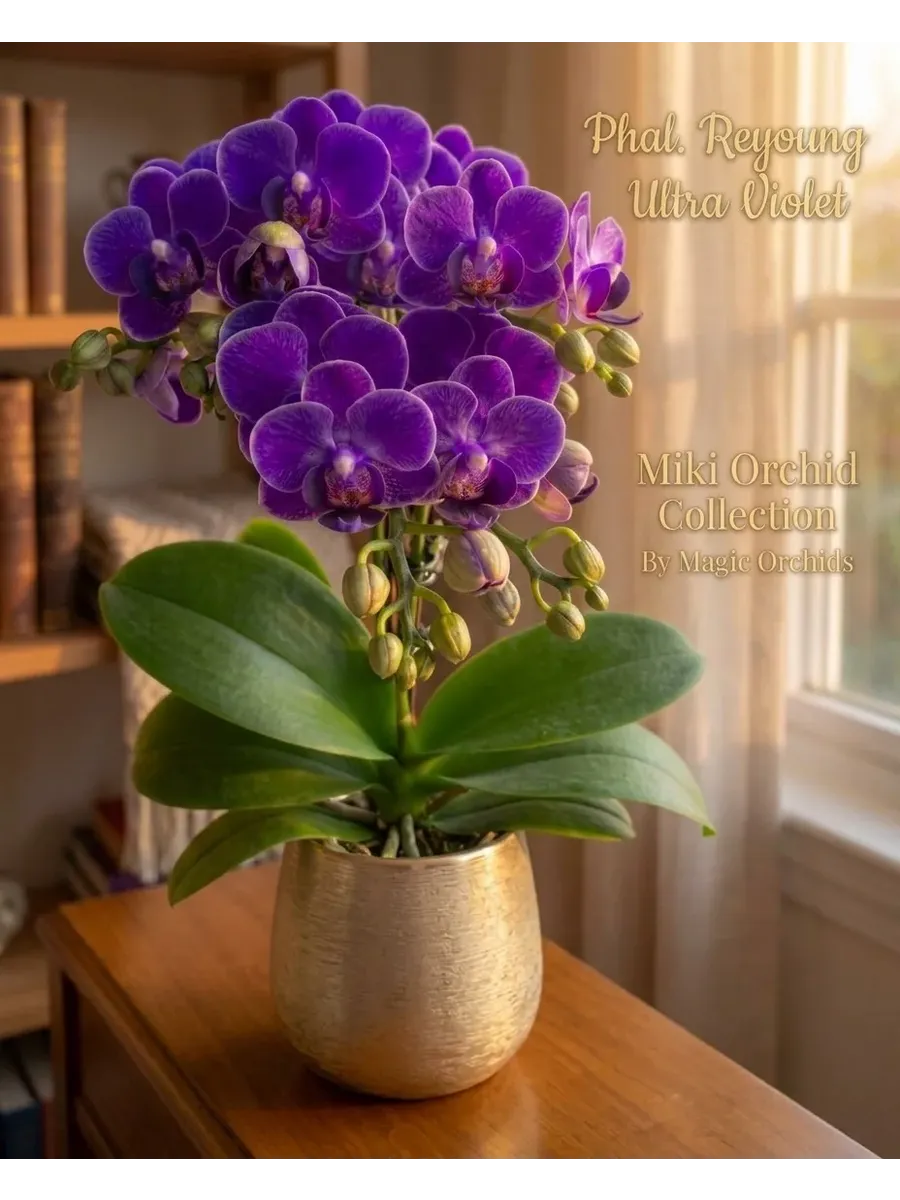 Орхидея живая Phal. Reyoung Ultra Violet - 2,5"
