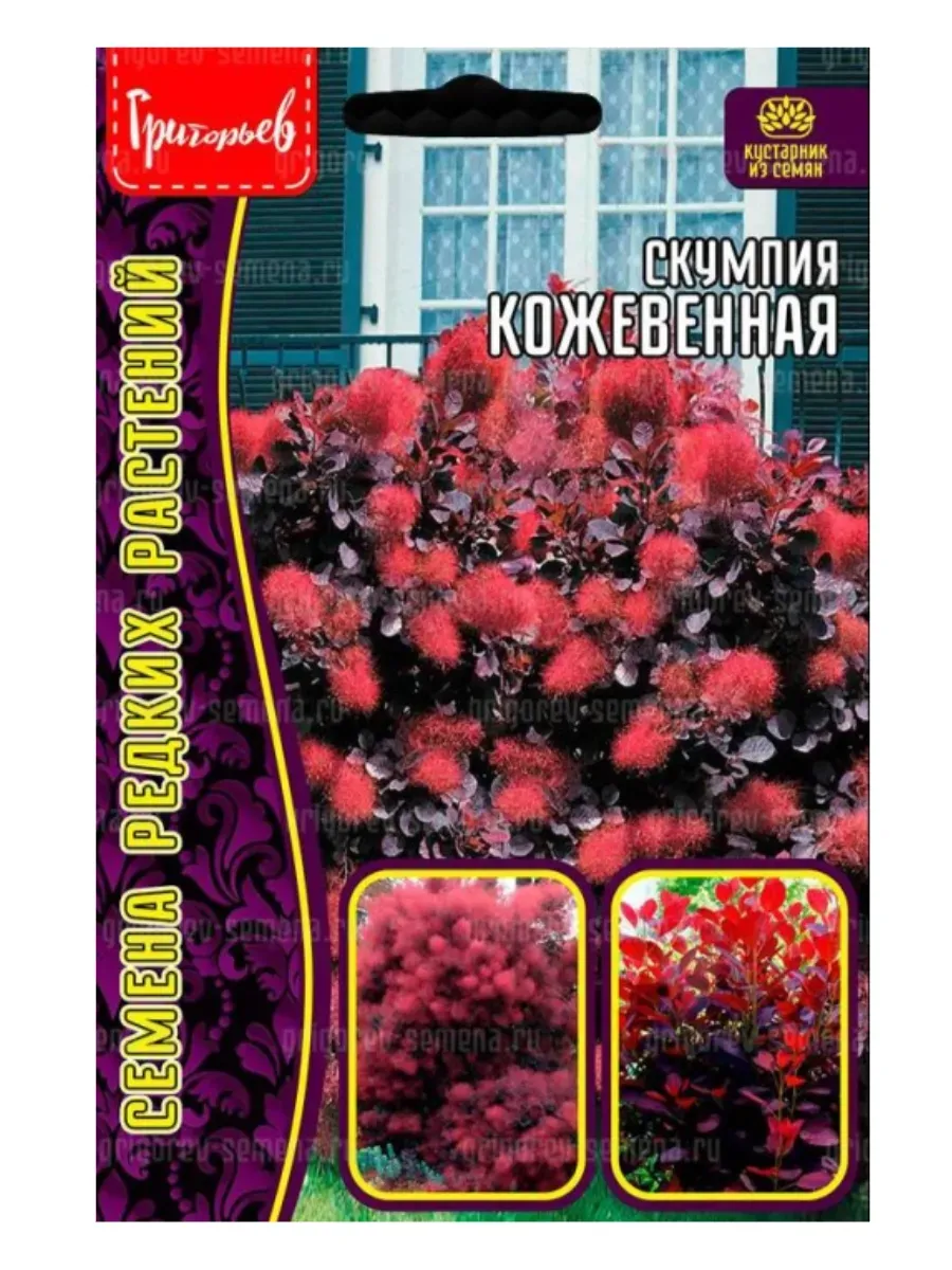 Скумпия Кожевенная, 1 пак, семена 20 шт