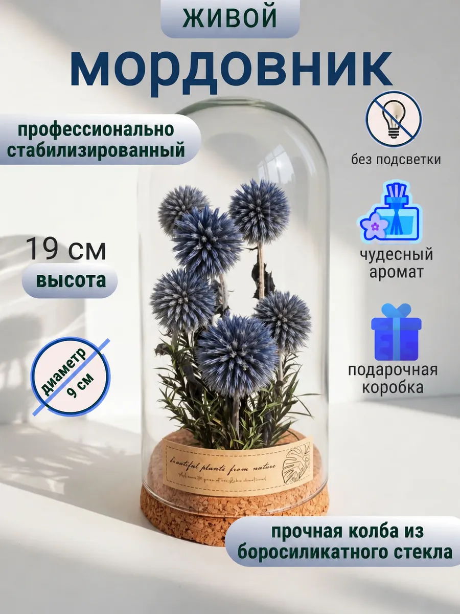 Стабилизированный Мордовник в колбе Живой Цветок в Подарок