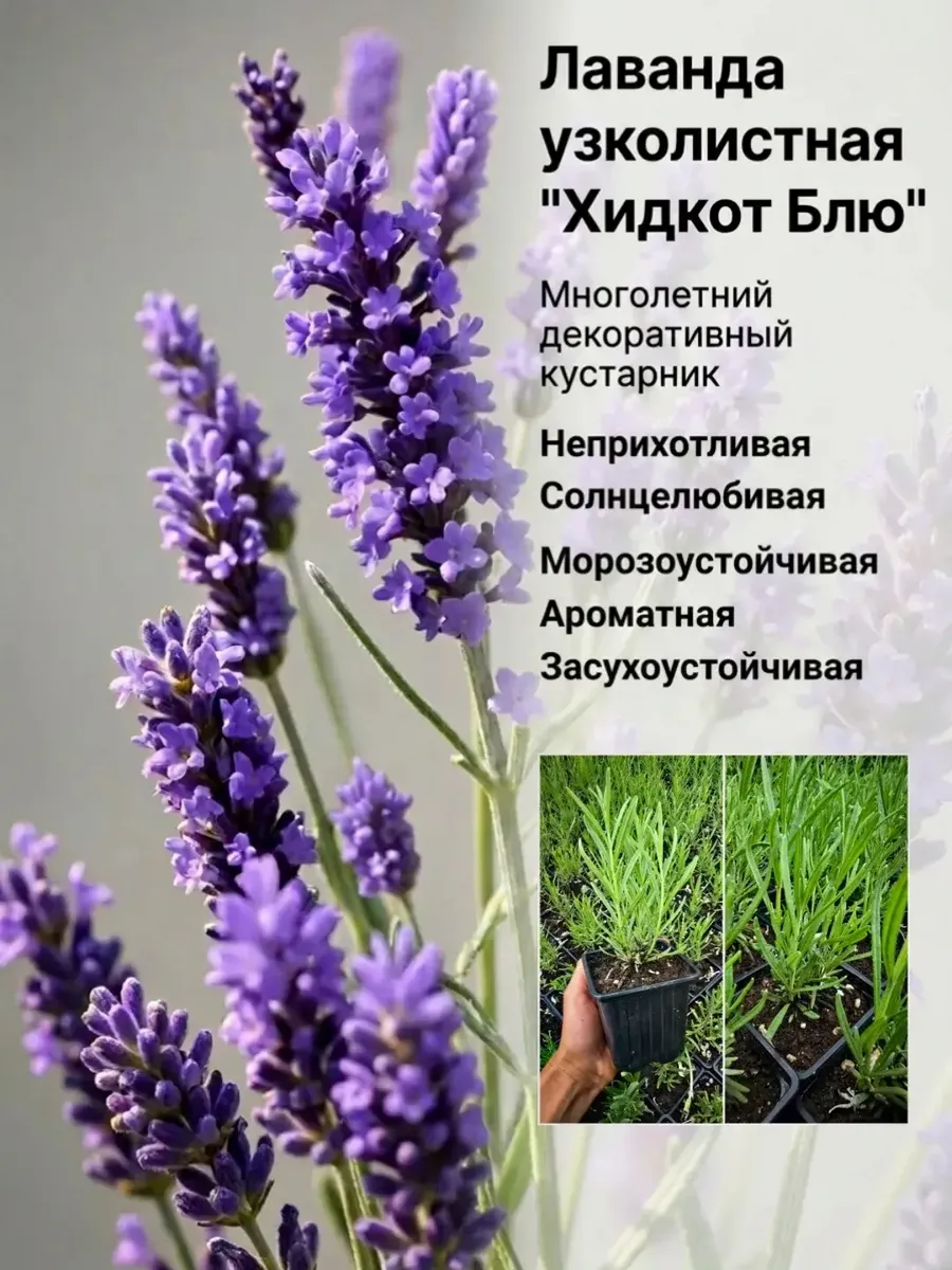 Саженец Лаванды Хидкот Блю