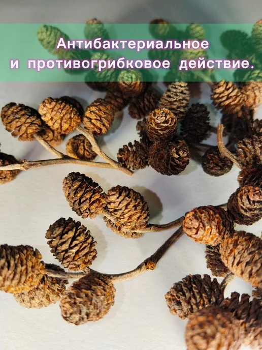 Ольховые шишки для аквариума 50 штук, коричневый, фото 3