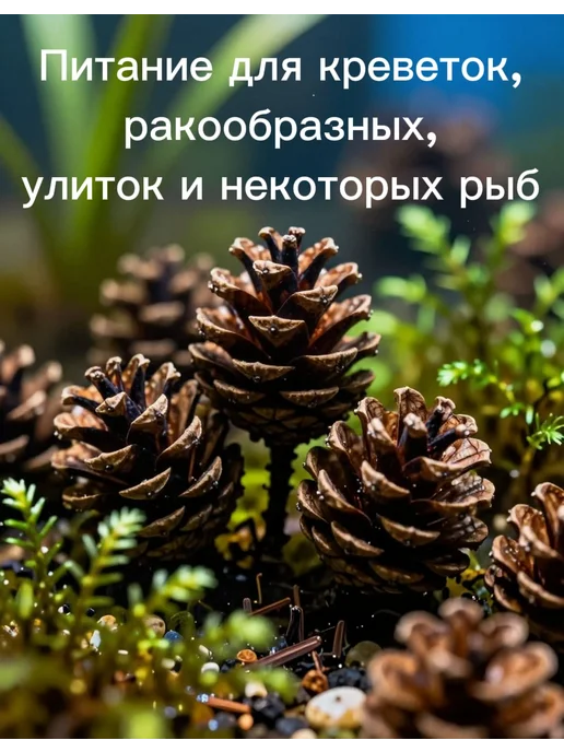 Ольховые шишки для аквариума 50 штук, коричневый, фото 4