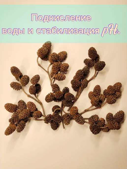 Ольховые шишки для аквариума 50 штук, коричневый, фото 5