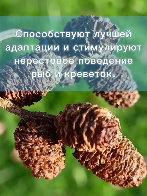 Ольховые шишки для аквариума 50 штук, коричневый, фото 6