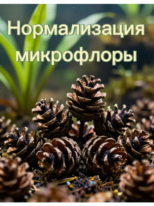 Ольховые шишки для аквариума 50 штук, коричневый, фото 7