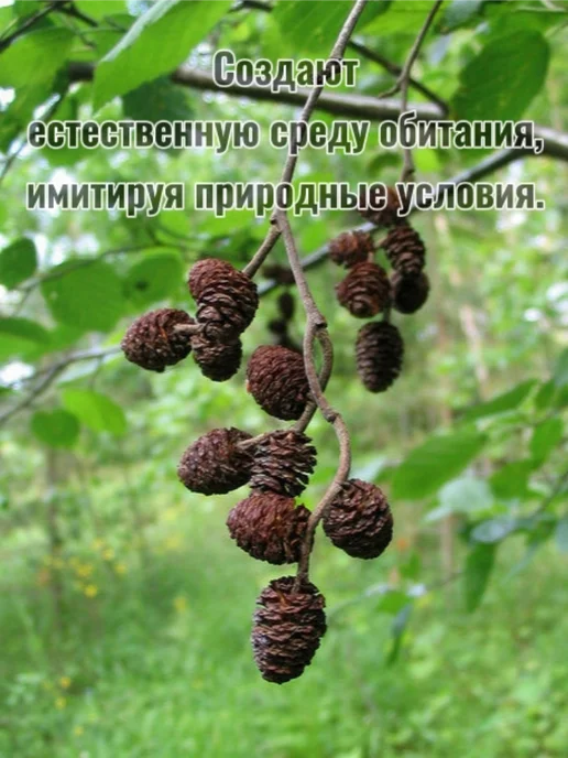 Ольховые шишки для аквариума 50 штук, коричневый, фото 8