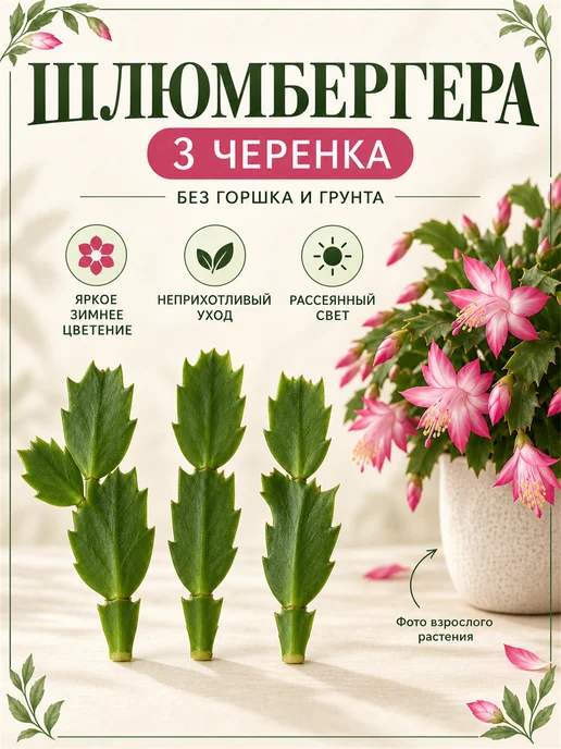 Декабрист Шлюмбергера Черенок, фиолетовый, фото 7