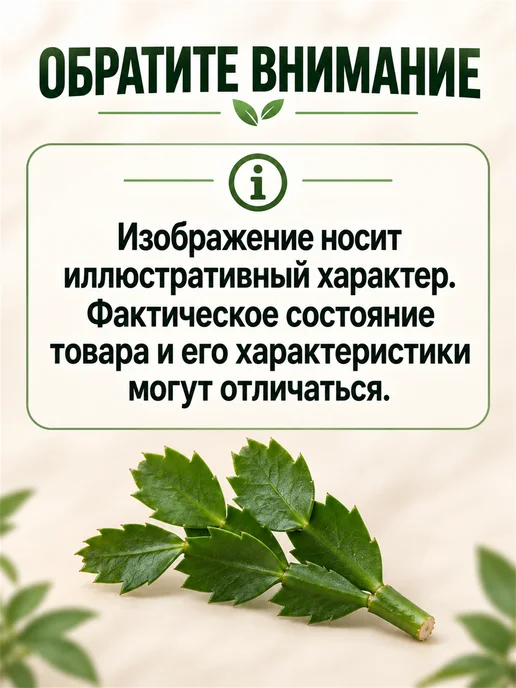 Декабрист Шлюмбергера Черенок, фиолетовый, фото 9