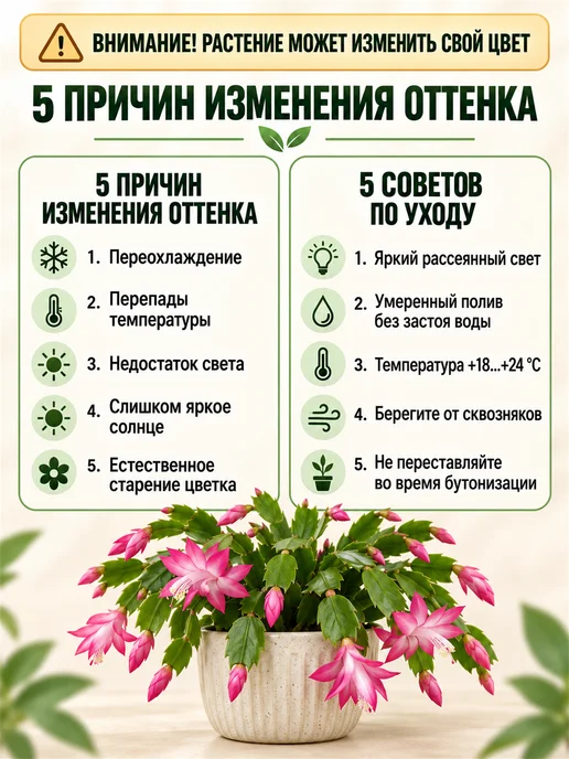 Декабрист Шлюмбергера Черенок, зеленый, фото 5