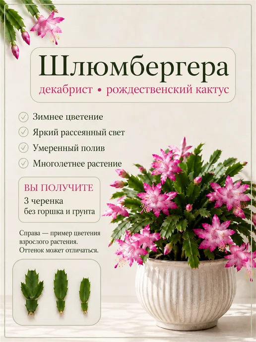 Декабрист Шлюмбергера Черенок, зеленый, фото 8
