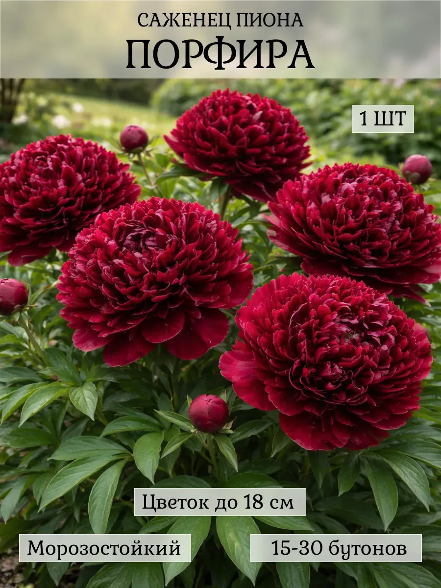 Пион саженец, 1 шт