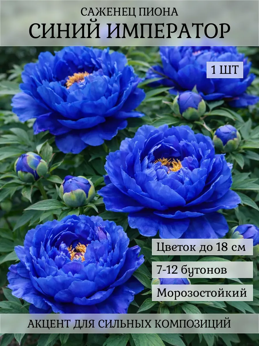 Пион саженец, 1 шт