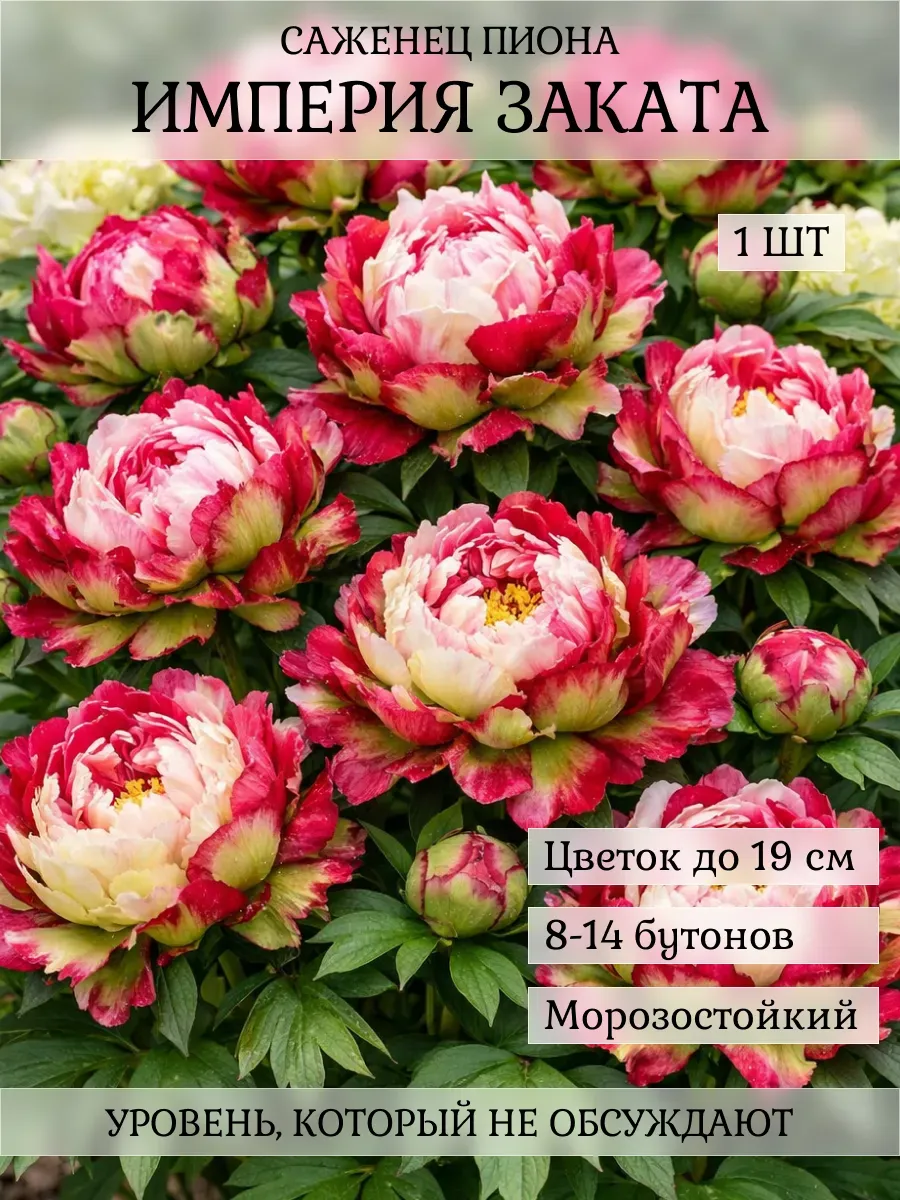 Пион саженец, 1 шт
