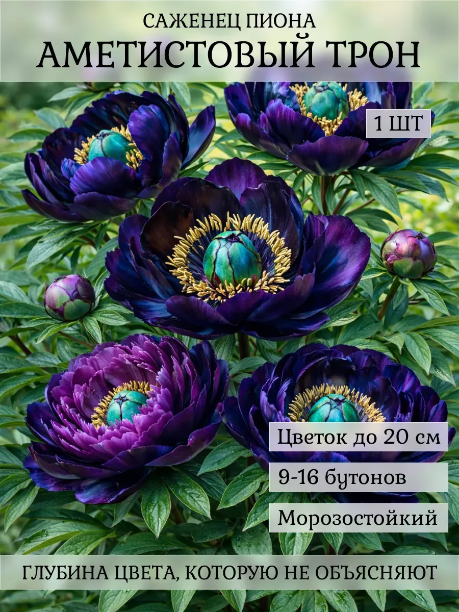 Пион саженец, 1 шт