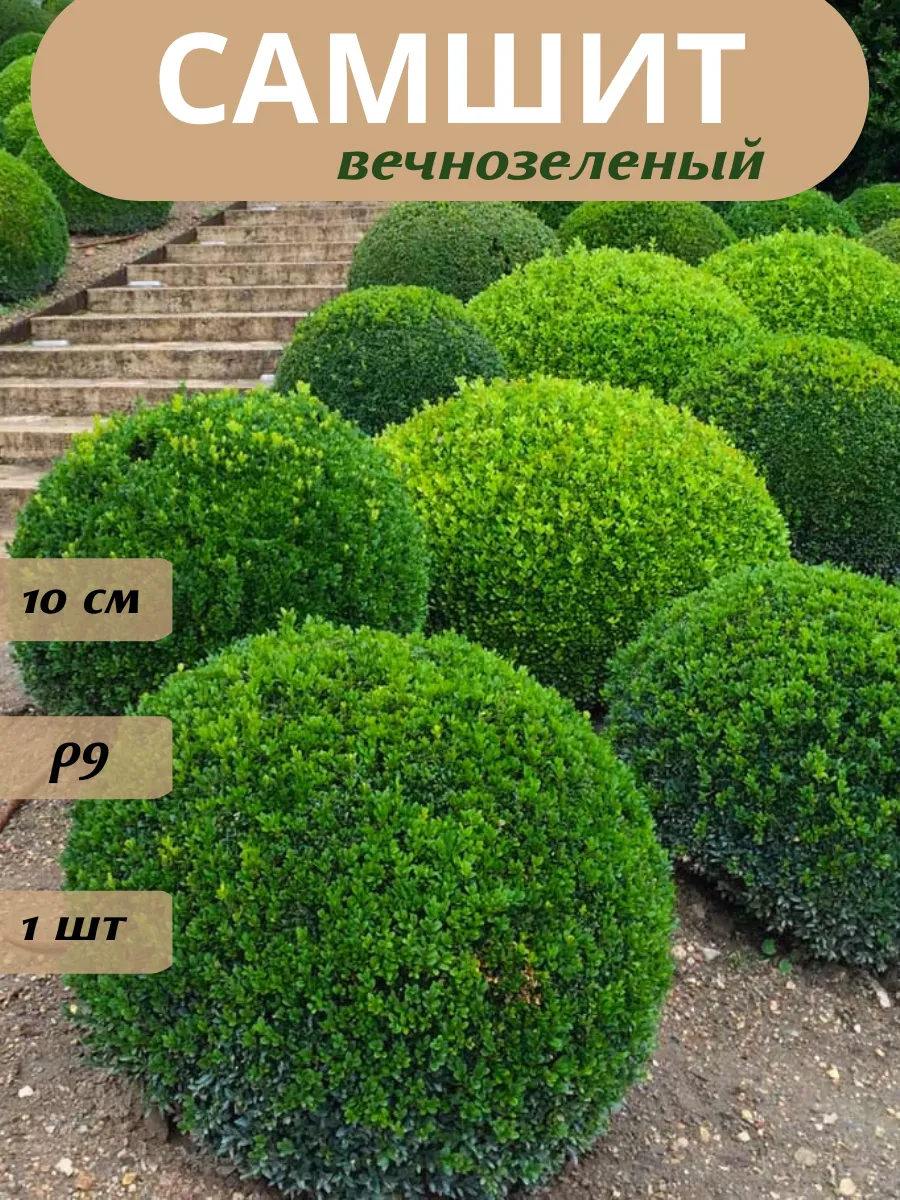 Самшит саженец морозостойкий вечнозеленый 1 шт