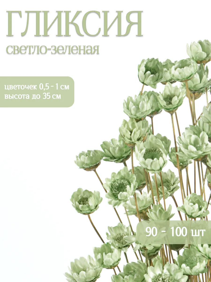 Гликсия светло-зеленая 100 шт, сухоцветы для декора