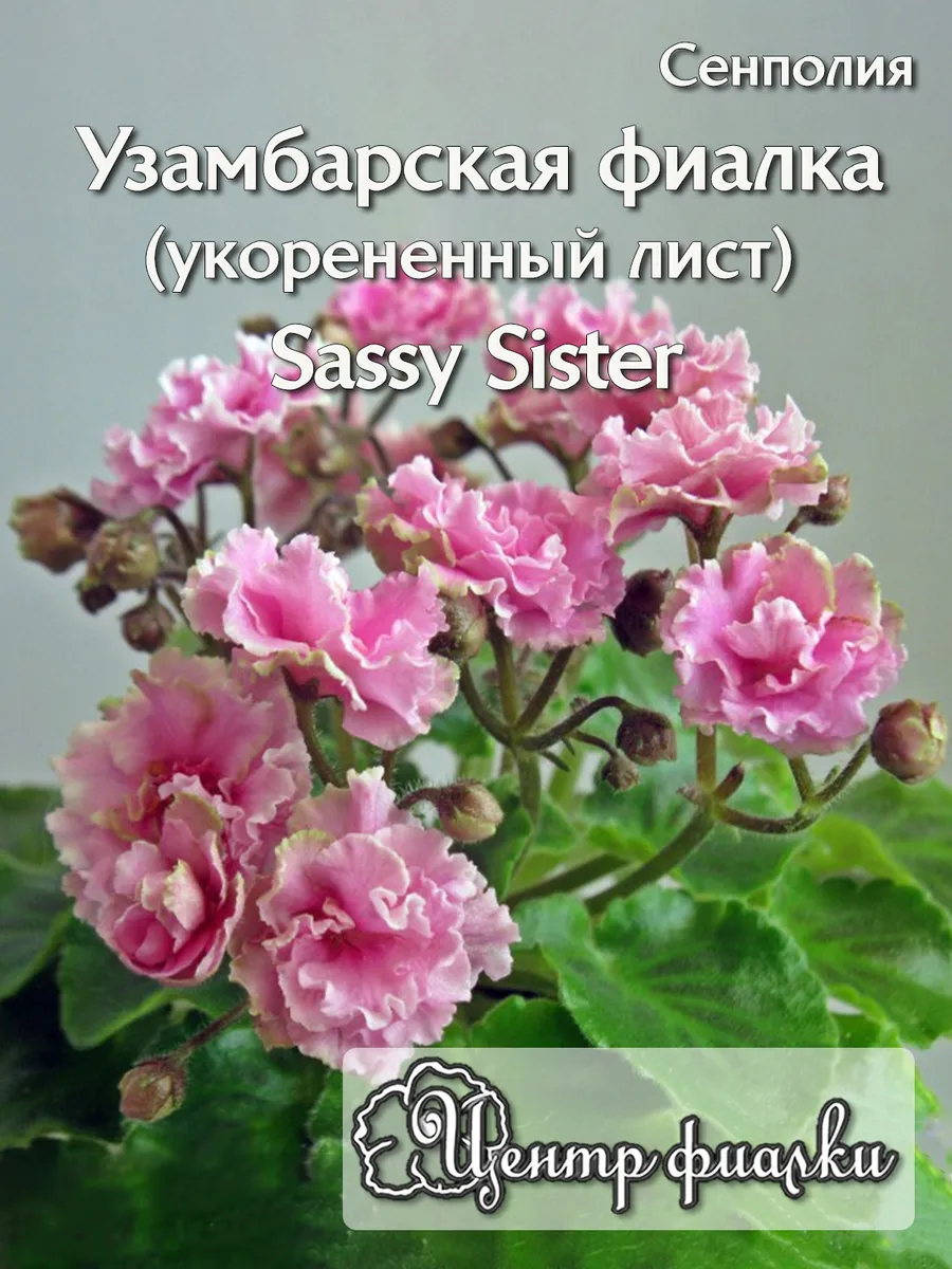 Узамбарская фиалка Sassy Sister (укорененный лист)