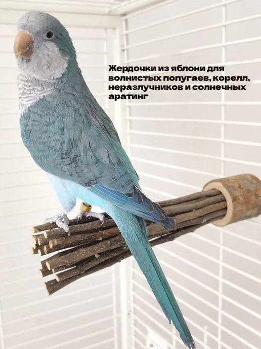 Жердочка для попугаев из яблони, 17 см, вариант, фото 6