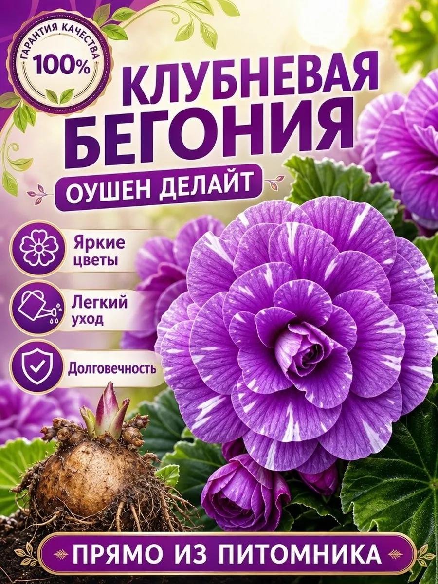 Бегония Оушен Делайте