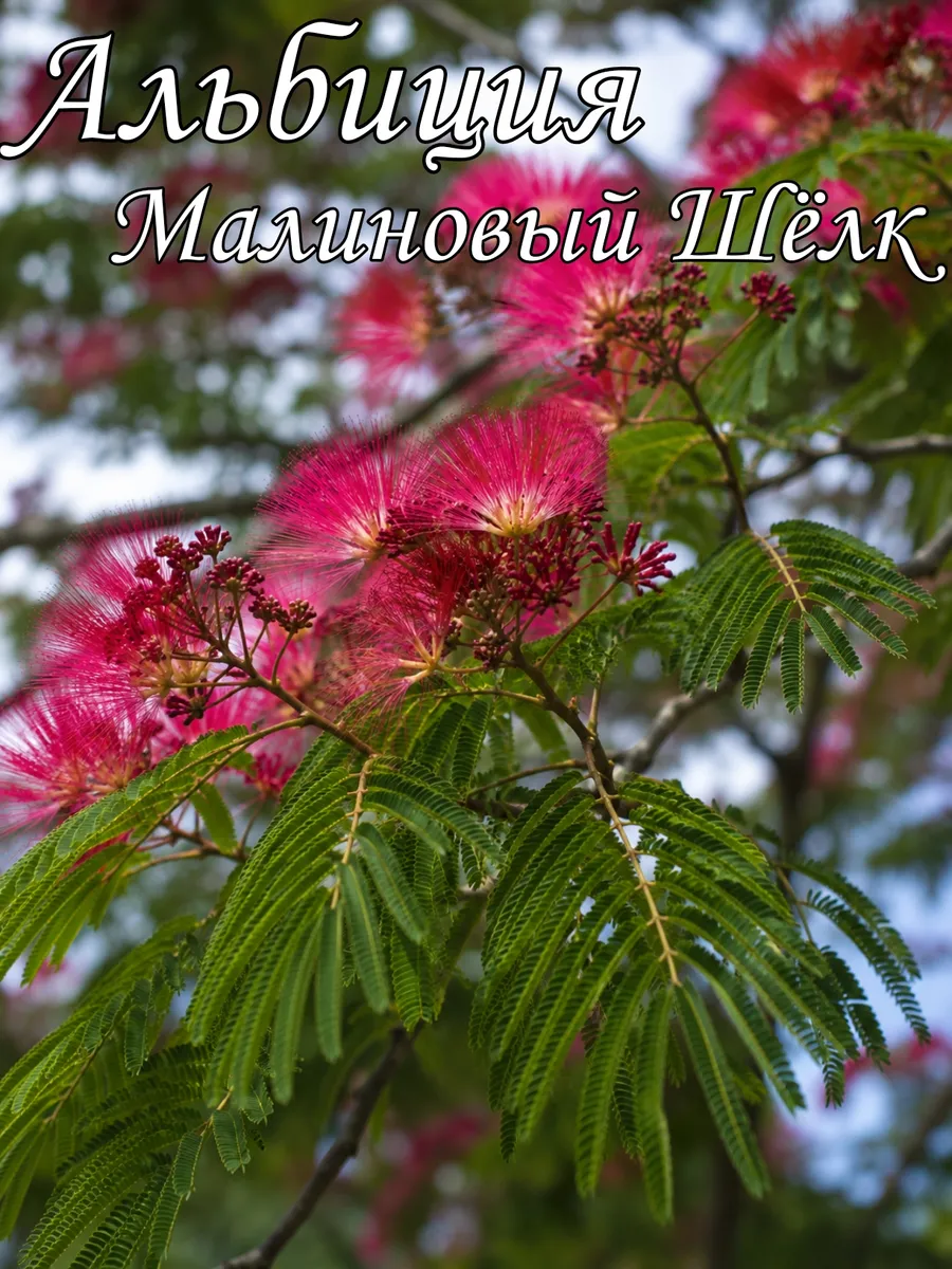 альбиция саженец Малиновый шелк