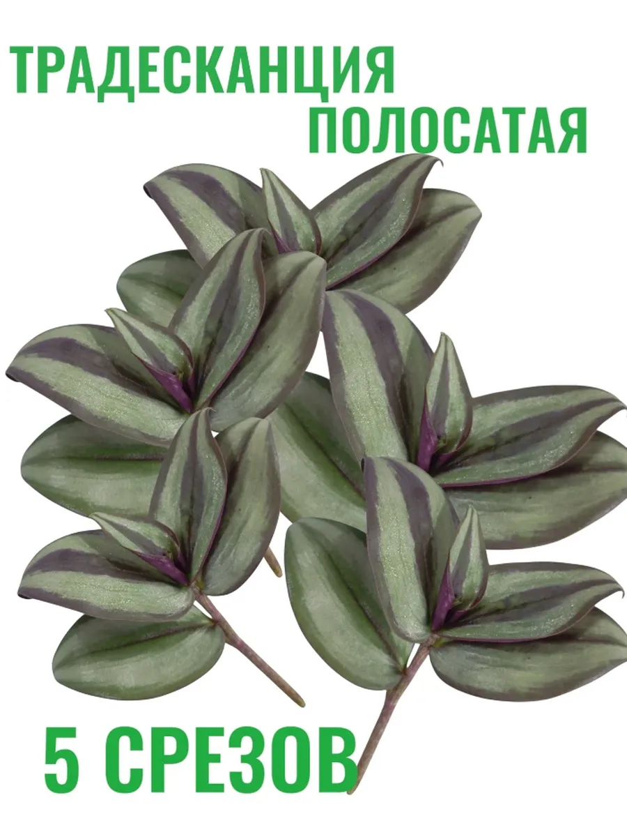 Традесканция Полосатая, 5 срезов