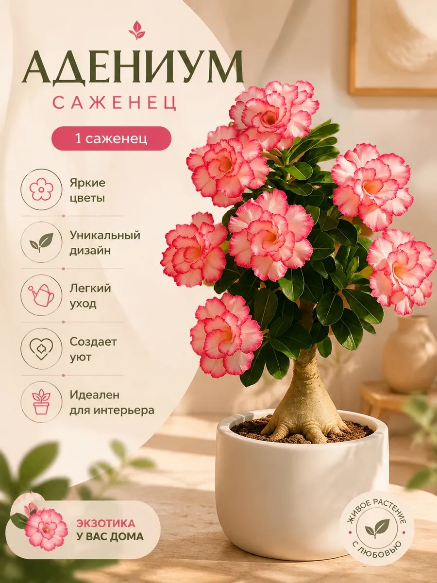 Адениум саженец в горшке