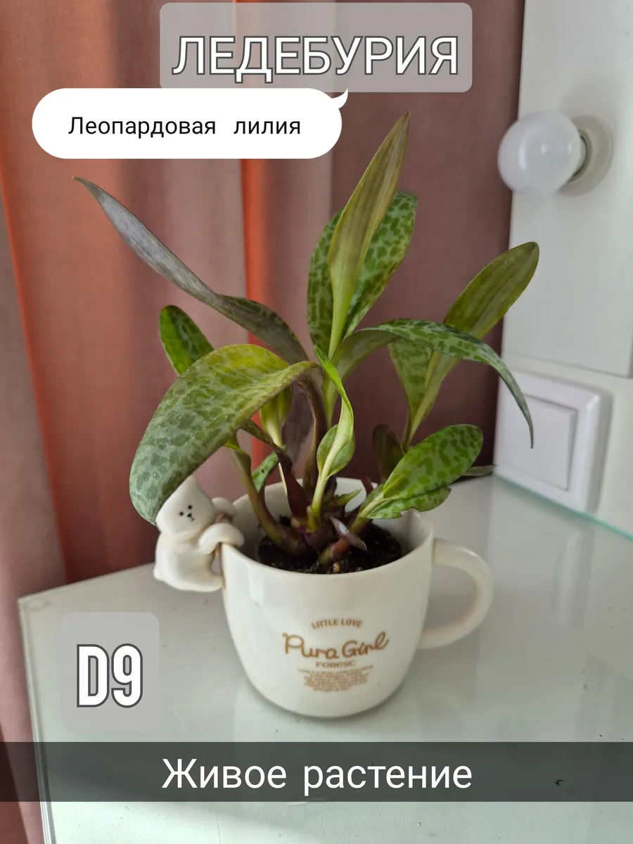 Ледебурия общественная D9 живое комнатное растение